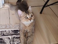 British Shorthair Kedisi