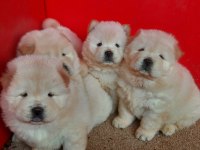 Sağlık ırk garantili ve kaliteli chow chow yavrular