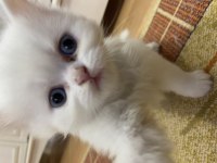 British Shorthair kedilerimi sahiplendiriyorum