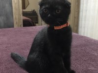 Yavru scottish fold