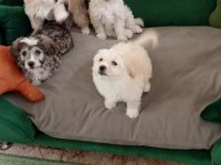 Yavru terrier maltese