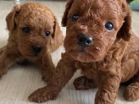 Kore erkek toy poodle bebekler