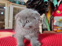 A Kalite Dişi Erkek Top Kafa Scottish Fold Yavrularımız