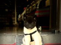 Akita yavrular