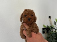 Irk garantili dişi ve erkek poodle yavrular