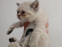 British Shorthair Yavrularım