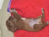 Acil sahiplendirme cavalier king charles