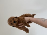 EN KOYUSUNDAN MALTIPOO 