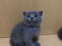 SCOTTİSH VE BRİTİSH 4 ADET ERKEK YAVRU