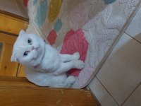 Scottish fold 4 yaşında