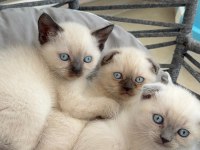 British shorthair ve scottish fold yavrularımız