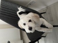 Malta Terrier yavrumuza sıcak yuva arıyoruz