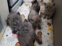 British Shorthair Yavruları
