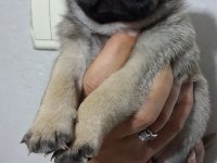 Pug Mops Bebekler