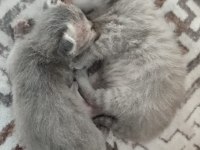 A ŞECERELİ ÇOK GÜZEL YAVRULAR SÜTTEN YENİ KESİLDİLER