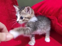 TATLI BİR YAVRU KEDİ