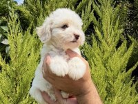 Tr nin en iyi maltipoo yavruları