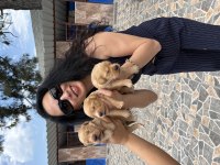 Golden Retriever Yavrularım Sağlık Ve Irk Garantilidir