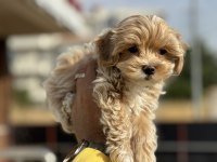 Wc eğitimli poodle ayarında maltipoolar
