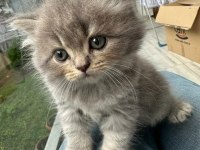 Safkan British Longhair Bebekler