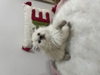 Ev ortamından sağlıklı ve oyuncu british shorthair yavrular