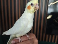 Evcil uysal sultan papağanı