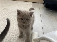 Bebek Yüz British Shorthair Yavrular