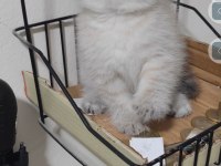Scottish fold kedisi