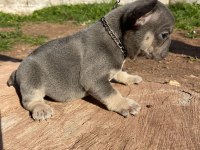 EGZOTİC BLUE KALİTELİ FRENCH BULLDOG BEBEKLER