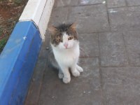 NORVEÇ ORMAN KEDİSİ İNSAN CANLISI