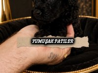 Black Toy Poodle