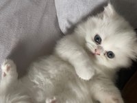Evinizin yeni chinchilla neşeleri sahiplenmeyi bekliyor