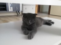 Yavru kedi