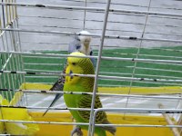 Jumbo muhabbet çift