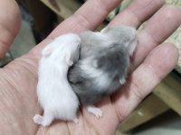 Gonzalez Özel Renk Hamster