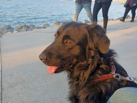 Acil yuva paşa ömürlük golden retriever sahibini arıyor