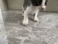 1,5 AYLIK YAVRU KEDİMİZ ACİL YUVA