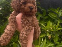 EV ORTAMINDA BÜYÜYEN TATLI TOY POODLE BEBEKLER