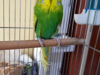 Show jumbo muhabbet kuşu
