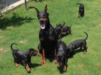 DOBERMAN YAVRULAR