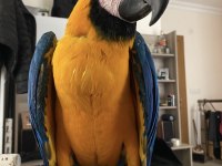 BLUE GOLD MACAW BEBEK ÇİPLİ