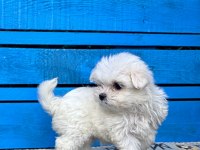 KORE MALTESE YAVRULARI