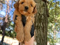 MALTİPOO DİŞİ ERKEK 