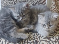 2 tane british shorthair