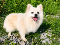 Kar Beyaz Pomeranian Pamuk Prenses