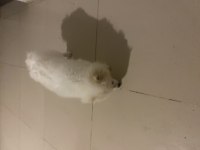Pomeranian boo köpeği