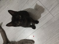 İki adet siyam kedisi yavru