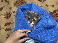 Tam Eşyalı Uygun Fiyat Kedimiz