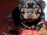 Koca Kafa Macar Rottweiler Yavruları Şanslı Partilerde