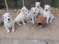 1. sınıf A kalite alabay yavrularımız